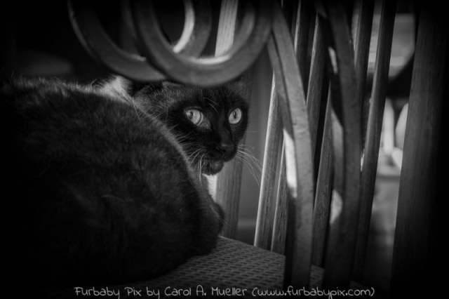 siamese cat black and white photograph cat photographer furbaby pix