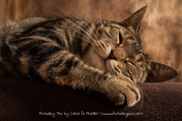 tabby is cat napping cat photographer furbaby pix Jacksonville Florida