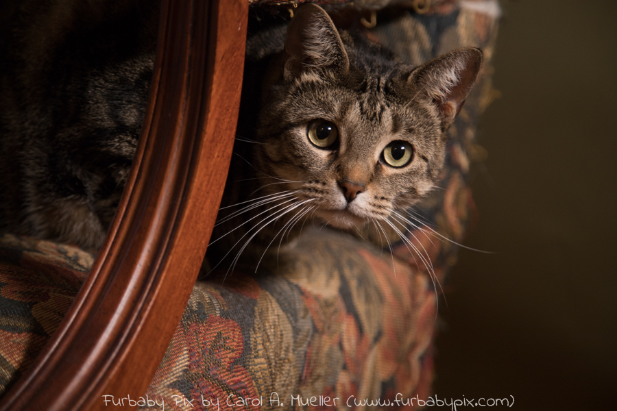 tabby green background furbaby pix cat photograph in Jacksonville Florida