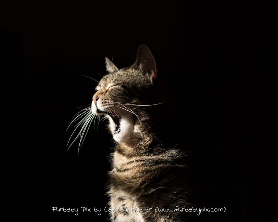 yawning tabby black background furbaby pix cat photograph in Jacksonville Florida