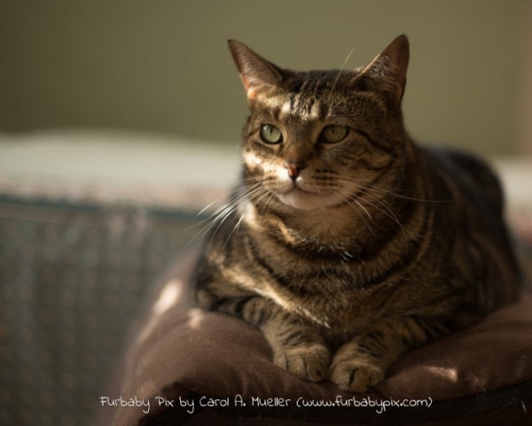 tabby olive green background furbaby pix cat photograph in Jacksonville Florida