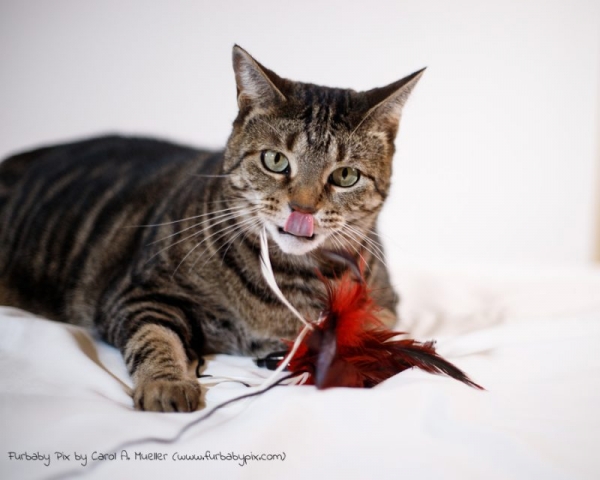 tabby white background tongue out playing furbaby pix cat photograph in Jacksonville Florida