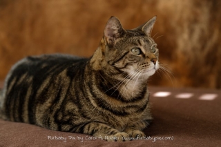 Furbaby pix tabby cat photo Jacksonville Florida Old Ortega pet photographer