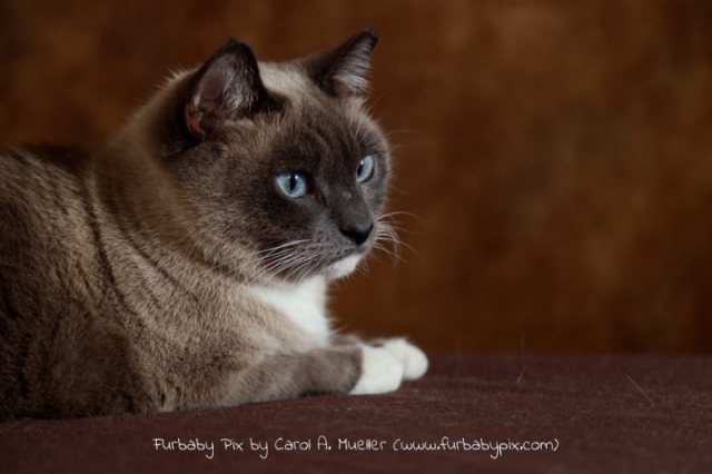 profile siamese cat brown background cat photographer furbaby pix Old Ortega