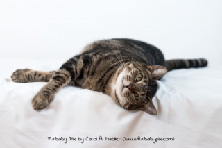 tabby white background furbaby pix cat photographer in Jacksonville Florida