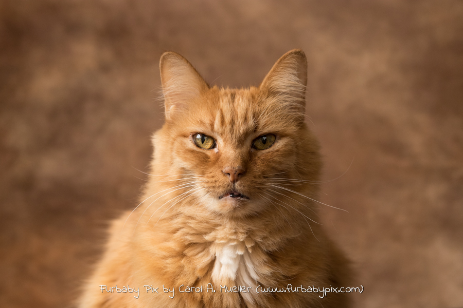 headshot Orange Siberian brown background furbaby pix cat photograph in Jacksonville Florida Ortega