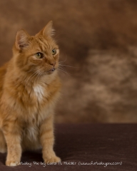 Orange Siberian brown background furbaby pix cat photographer in Jacksonville Florida