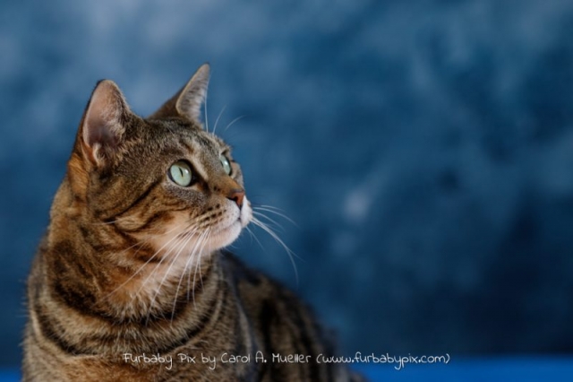 tabby blue background furbaby pix cat photographer in Jacksonville Florida