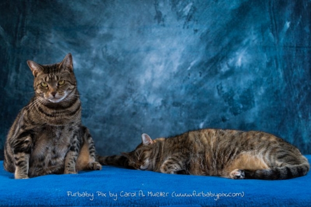 two tabbies blue background furbaby pix cat photograph in Jacksonville Florida