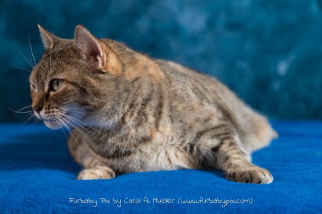 tabby blue background furbaby pix cat photograph in Jacksonville Florida Ortega