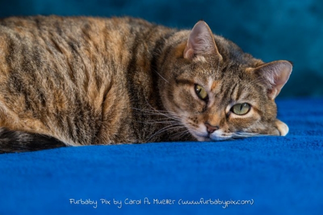 profile tabby cat blue background cat photographer furbaby pix