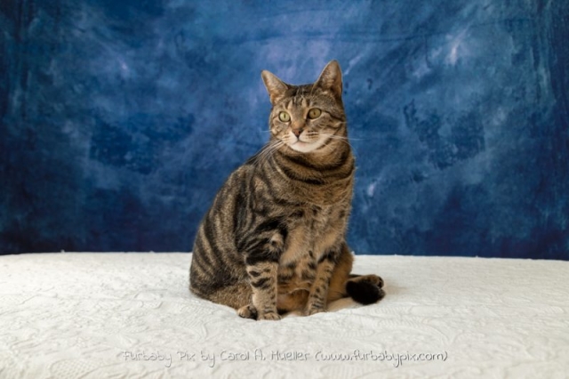tabby blue background furbaby pix cat photograph in Jacksonville Florida