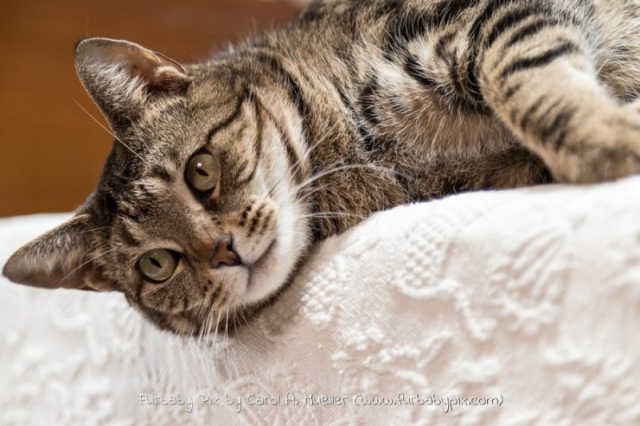 tabby furbaby pix cat photographer in Jacksonville Florida