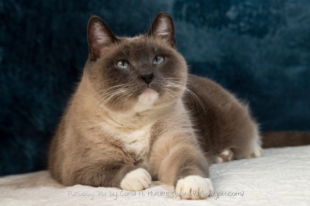 profile siamese cat blue background cat photographer furbaby pix Florida