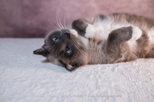 cute siamese cat playing pink background cat photographer furbaby pix Jacksonville Florida