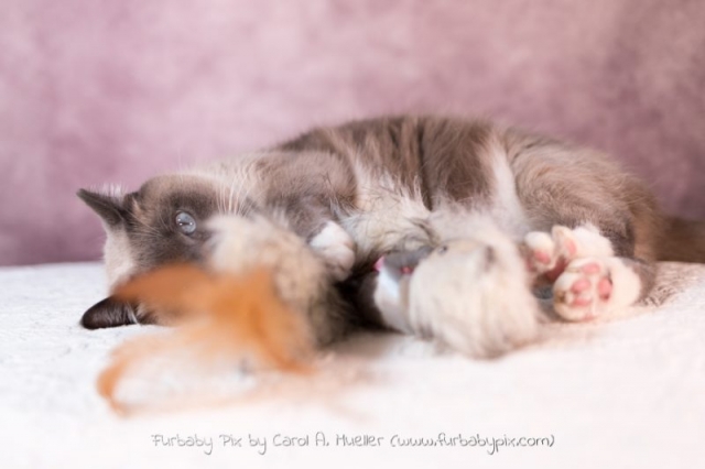 cute siamese cat playing pink background cat photographer furbaby pix Jacksonville Florida