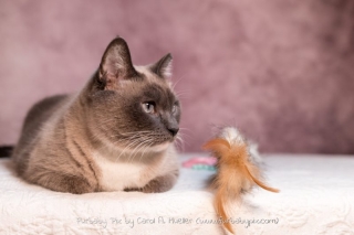 stunning siamese cat on pink background cat photographer furbaby pix