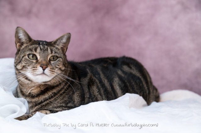 tabby pink background furbaby pix cat photographer in Jacksonville Florida