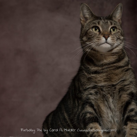 tabby dark pink background furbaby pix cat photographer in Jacksonville Florida