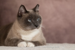 adorable siamese cat photo pink background cat photographer furbaby pix