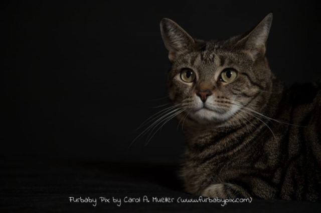 tabby black background furbaby pix cat photo in Jacksonville Florida