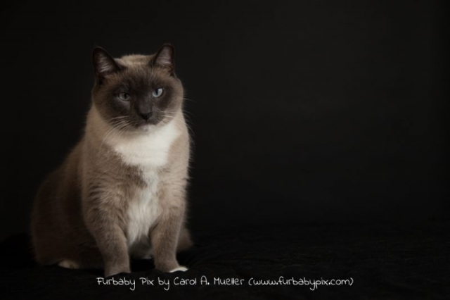 cute siamese cat photographer Jackvsonville Florida furbaby pix