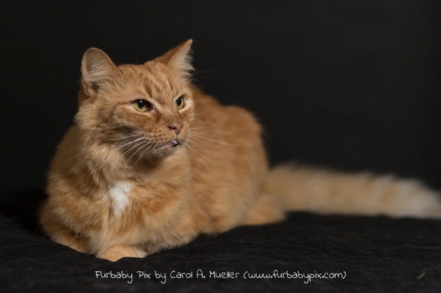 Orange Siberian furbaby pix cat photographer in Jacksonville Florida