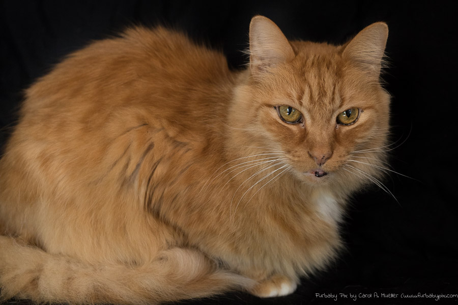 Furbaby Pix by Carol A. Mueller, Cat Photographer in 32210 Jacksonville, Florida