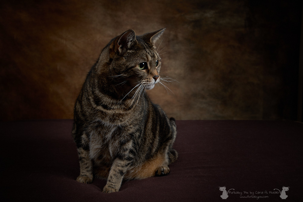 Furbaby Pix by Carol A. Mueller, Cat Photographer in 32210 Jacksonville, Florida