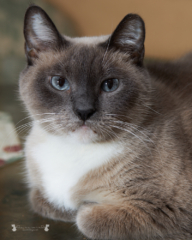 siamese cat